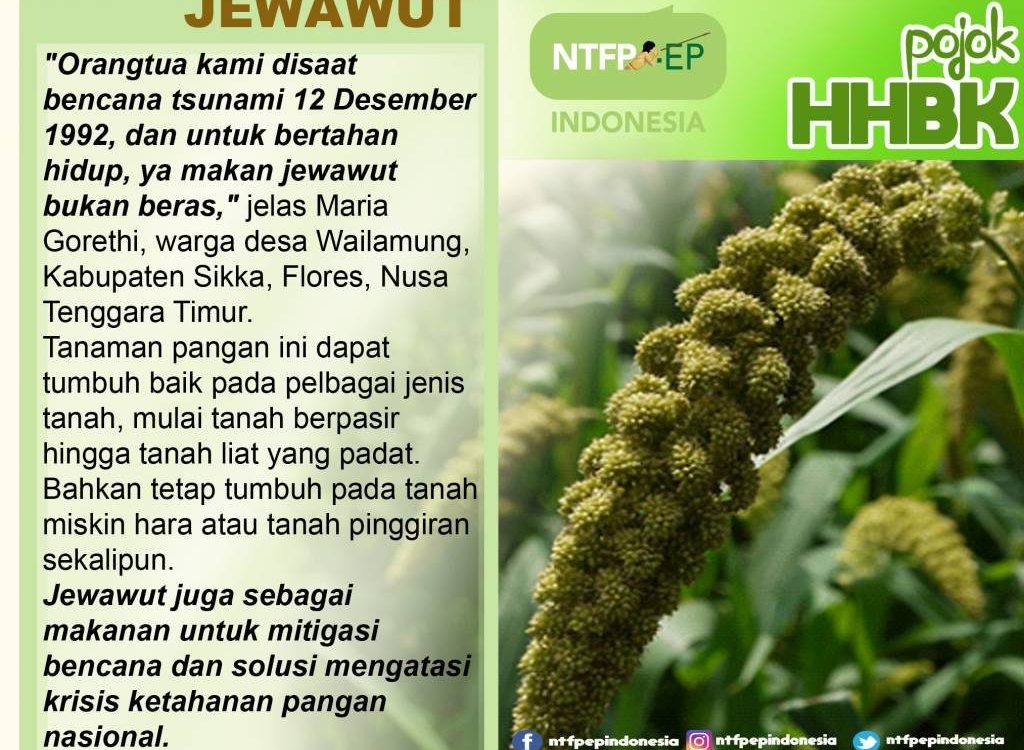 jewawut-232-1024x809