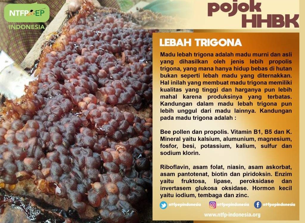 lebah-kelulut-1-1024x774